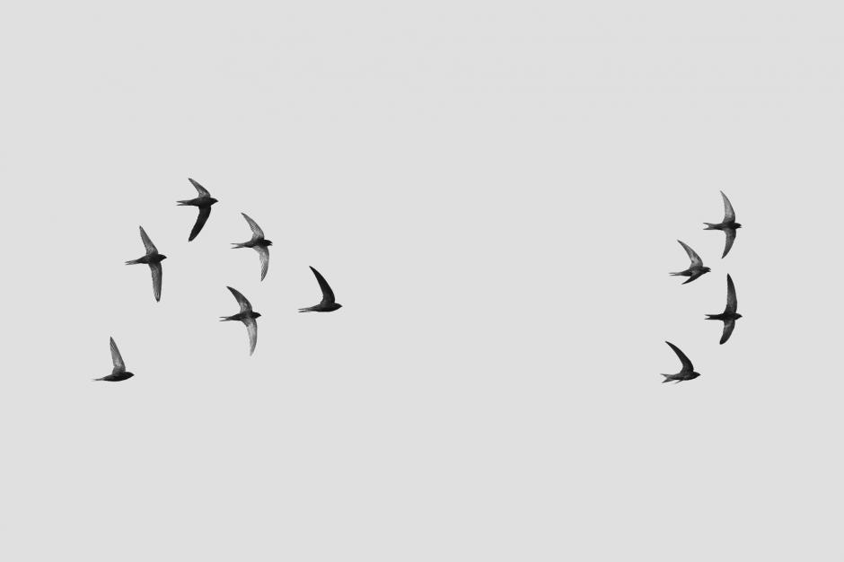 SWIFT NOT SWALLOW