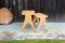 MAIA STOOL