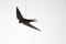 SWIFT NOT SWALLOW